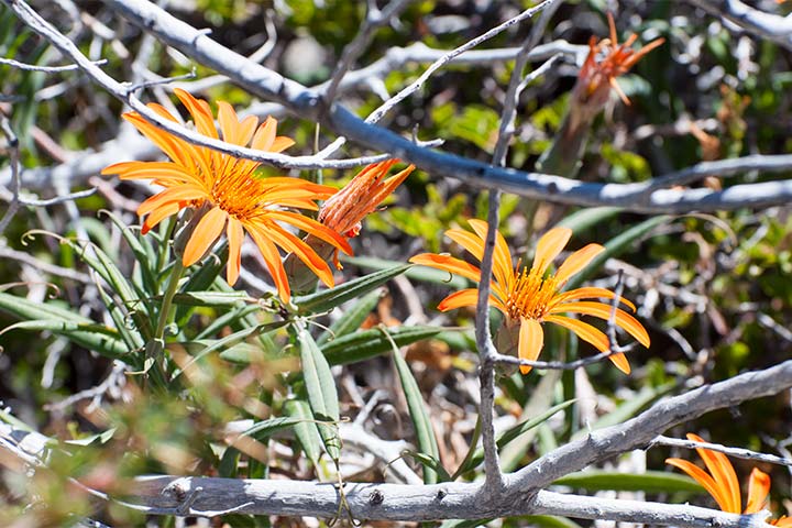 Mutisias, Virreinas, Clavel del campo (Mutisia decurrens)