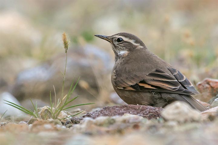 Remolinera parda (Cinclodes fuscus)