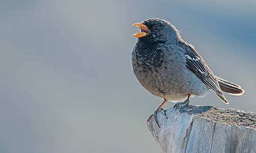Yal negro (Phrygilus fruticeti)