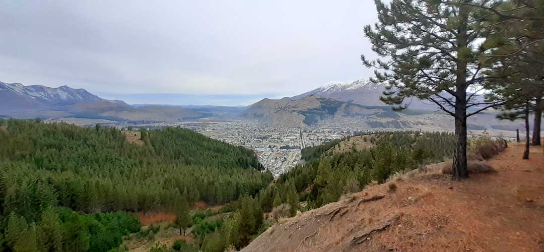 Pinar en Cañadón de Borquez - Cerro La Zeta Image